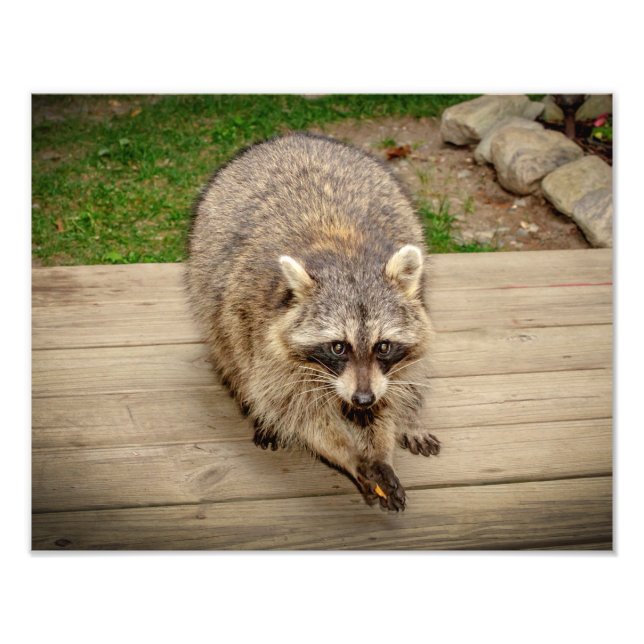 Foto Raccoon com chip (Frente)