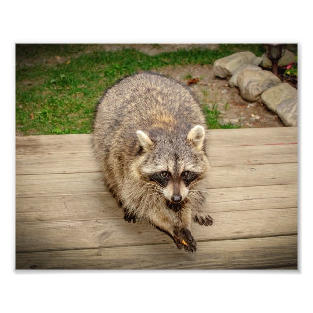 Foto Raccoon com chip (Frente)