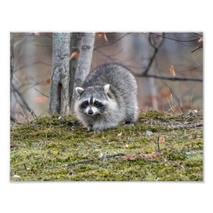 Foto Raccoon Photo Extension