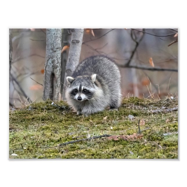 Foto Raccoon Photo Extension (Frente)