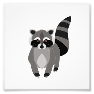 Foto Raccoon Rascal