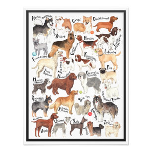 Foto Rações de Cães