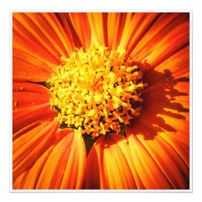 Foto Radiant Orange Flower Macro Wall Art Print Photo (Frente)