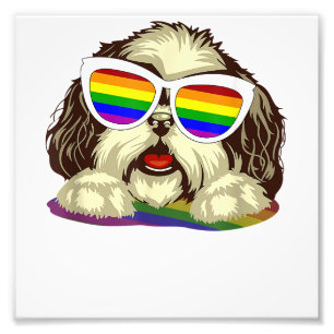 Foto Rainbow LGBT Flag Orgulho gay Shih Tzu Dog Copy