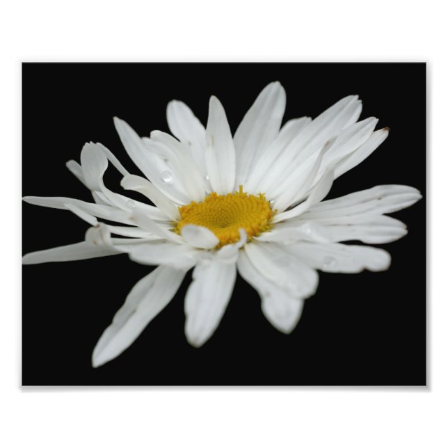 Foto Raindrop 8x10 do Flor Branco (Frente)