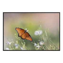 Foto Rainha Borboleta à luz da manhã