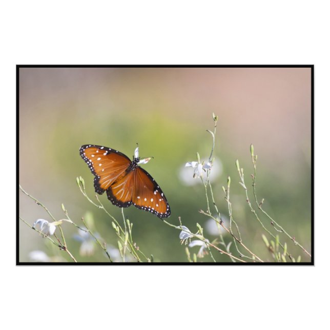 Foto Rainha Borboleta à luz da manhã (Frente)