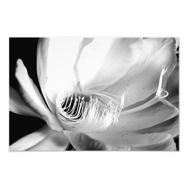 Foto Rainha da Noite em Preto e Branco (Frente)