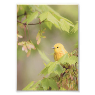 Foto Raio Amarelo Do Sol - Pássaro Warbler Amarelo