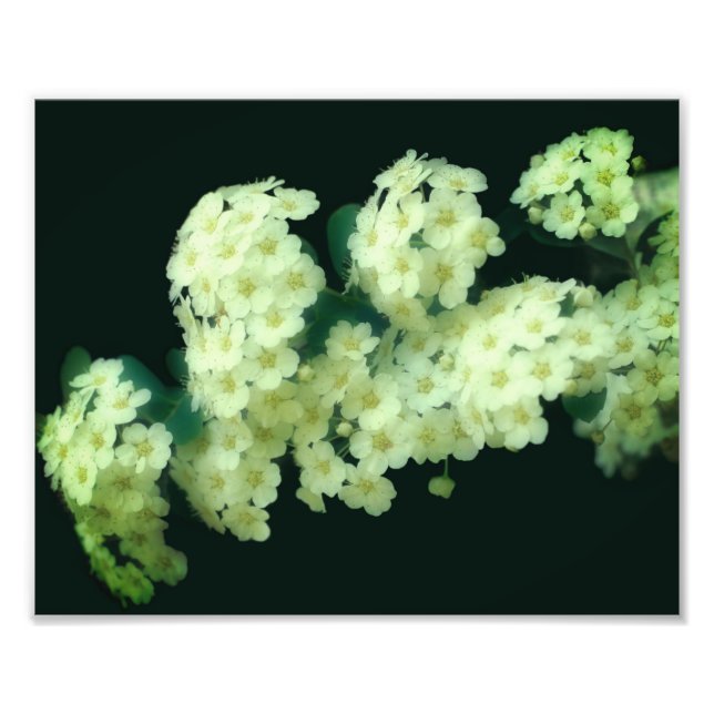 Foto Raios Brancos Selvagens 8x10 (Frente)