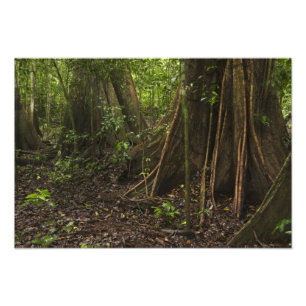 Foto Raízes de Contraforte. Floresta Tropical, Mapari R