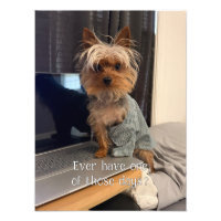 Ralphie o Yorkshire de xícara Um daqueles dias