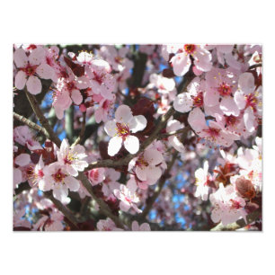 Foto Ramo da árvore de florescência do primavera