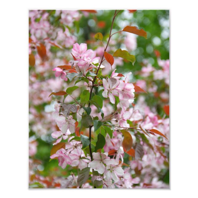 Foto Ramo delicado com flores de macieira (Frente)