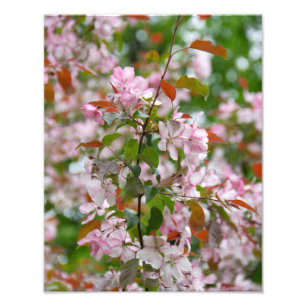 Foto Ramo delicado com macieira de flores