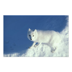 Foto Raposa ártica Alopex lagopus) Uma raposa ártica