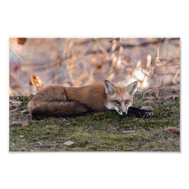 Foto Raposa Descendo Em Moss (Frente)