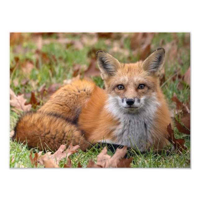Foto Raposa E Folhas (Frente)