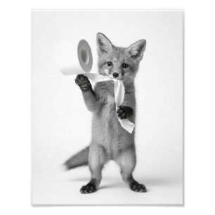 Foto Raposa Engraçada Segurando Papel Higiênico Minimal