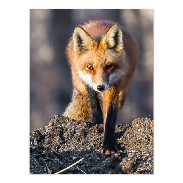 Foto Raposa furtiva (Frente)