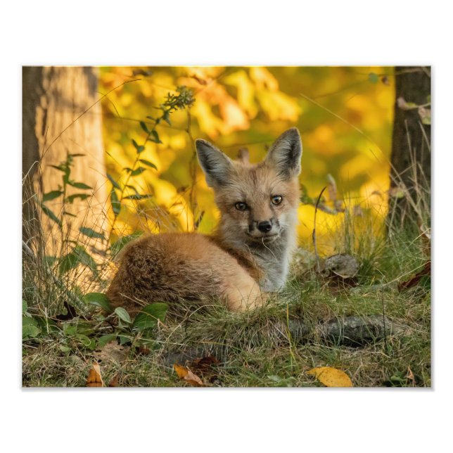 Foto Raposa-Pequena (Frente)