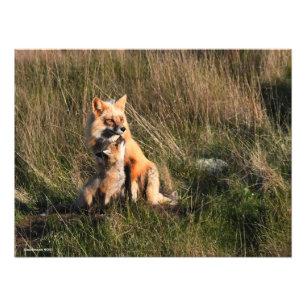 Foto Raposa Vermelha e Kit