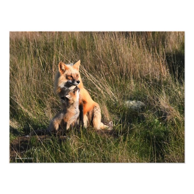 Foto Raposa Vermelha e Kit (Frente)
