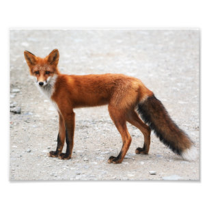 Foto Raposa vermelha selvagem com pele bonita