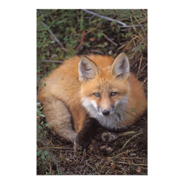 Foto raposa-vermelha, Vulpes vulpes, em cores de outono (Frente)