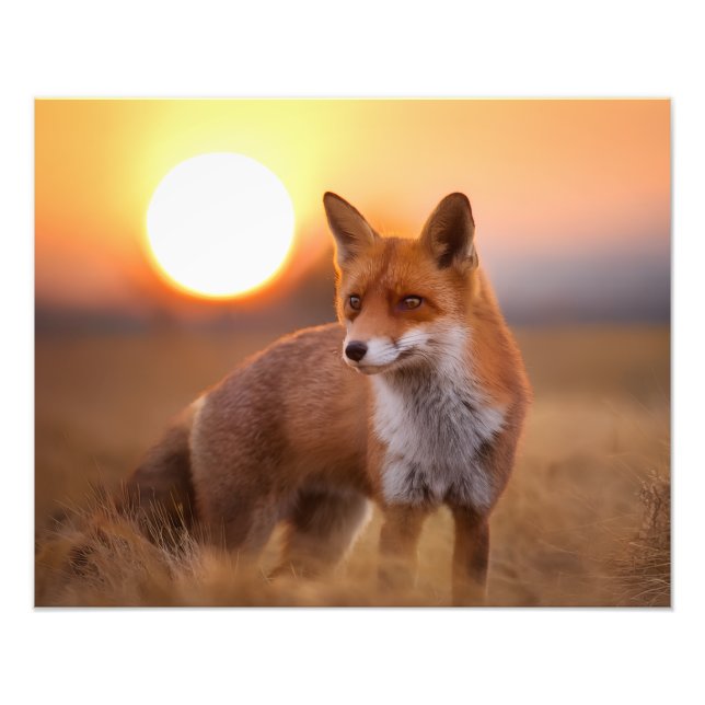 Foto RaposaVermelha (Frente)