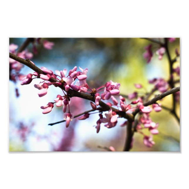 Foto Rapsódia da Primavera (Frente)