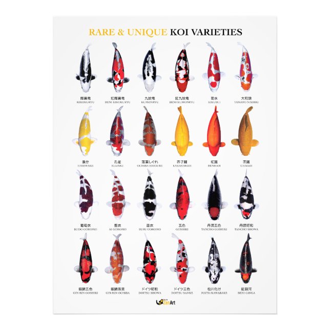 Foto Rare & Unique Koi Varieties Poster (Frente)
