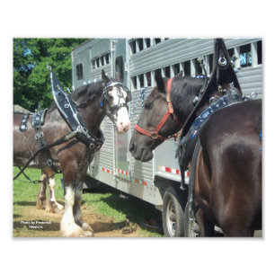 Foto Rascunho Cavalo Duo