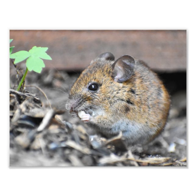 Foto Rato Pequeno e Gordo (Frente)