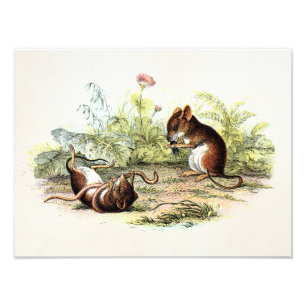 Foto Ratos da ilustração do rato de colheita dos 1800