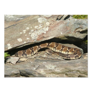 Foto Rattlesnake no Parque Nacional de Shenandoah