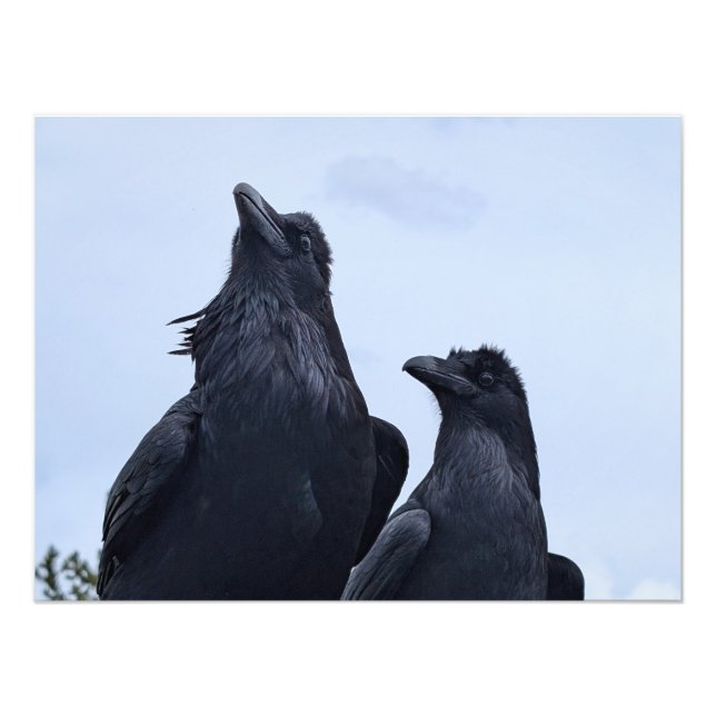 Foto Raven (Frente)