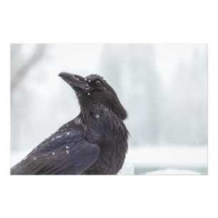 Foto Raven na neve
