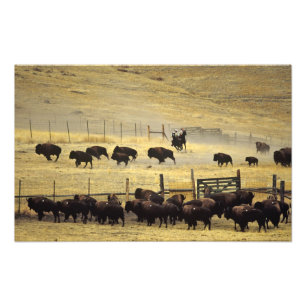 Foto Recolha da Faixa Nacional de Bisontes em Montana