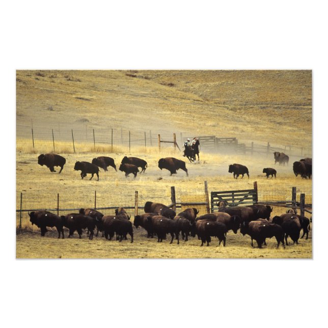 Foto Recolha do National Bison Range em Montana (Frente)