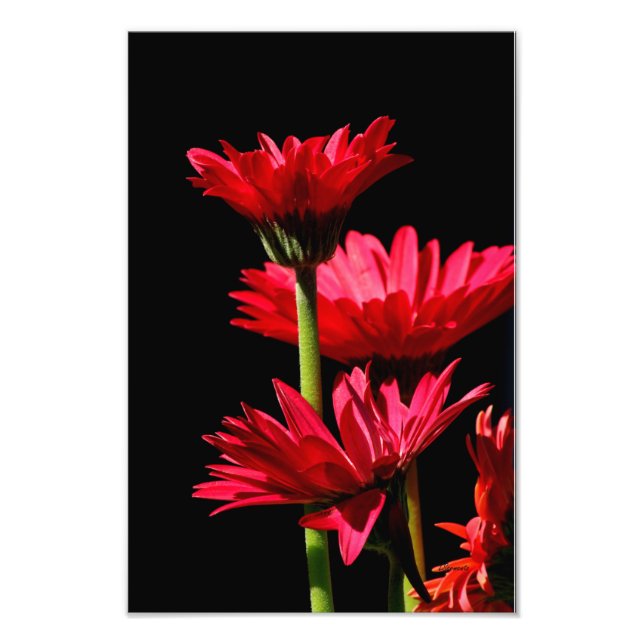 Foto Red Burgundy Gerber Daisy (Frente)