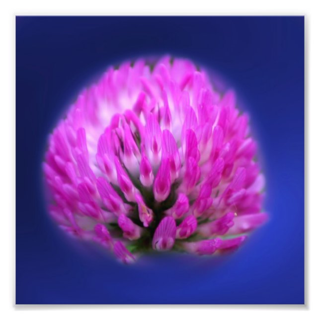 Foto Red Clover Wildflower 8x8 (Frente)