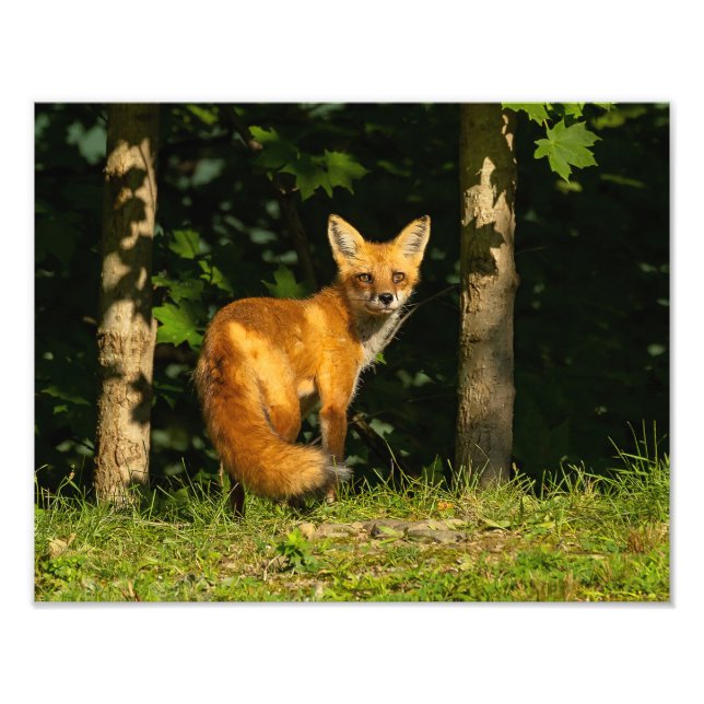 Foto Red Fox Beauty (Frente)