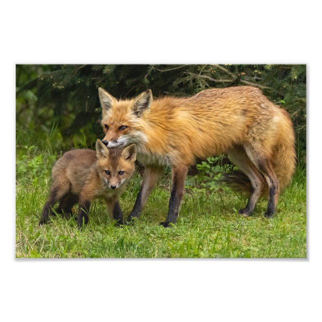 Foto Red Fox Mãe e Youngster (Frente)