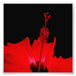 Foto Red Hibiscus
