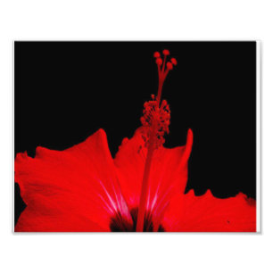 Foto Red Hibiscus