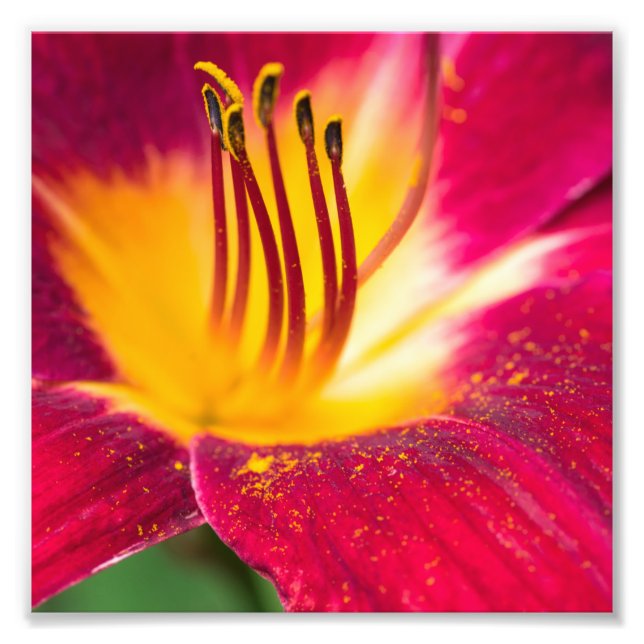 Foto Red Lily Fechar Macro (Frente)