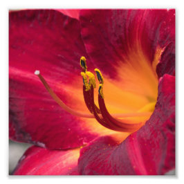 Foto Red Lily Macro Flower