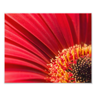 Foto Red Macro Gerbera Daisy Flower
