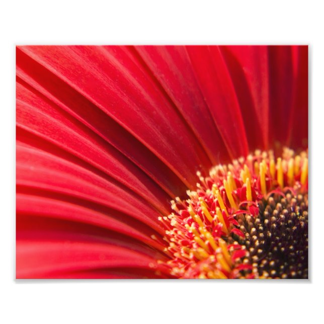 Foto Red Macro Gerbera Daisy Flower (Frente)